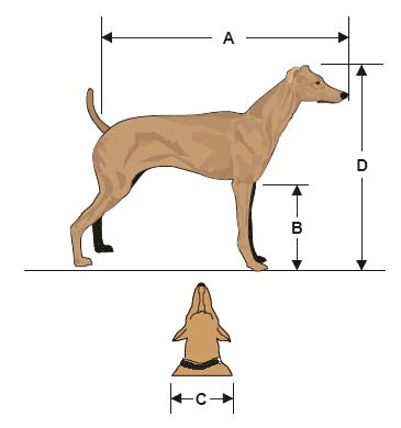 Dog Measuring