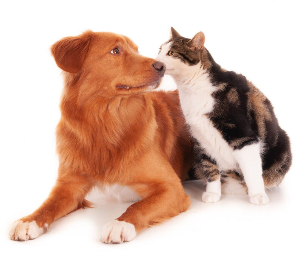 dog with calico cat